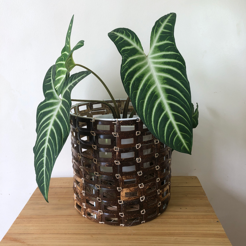Coconut Planter in Large