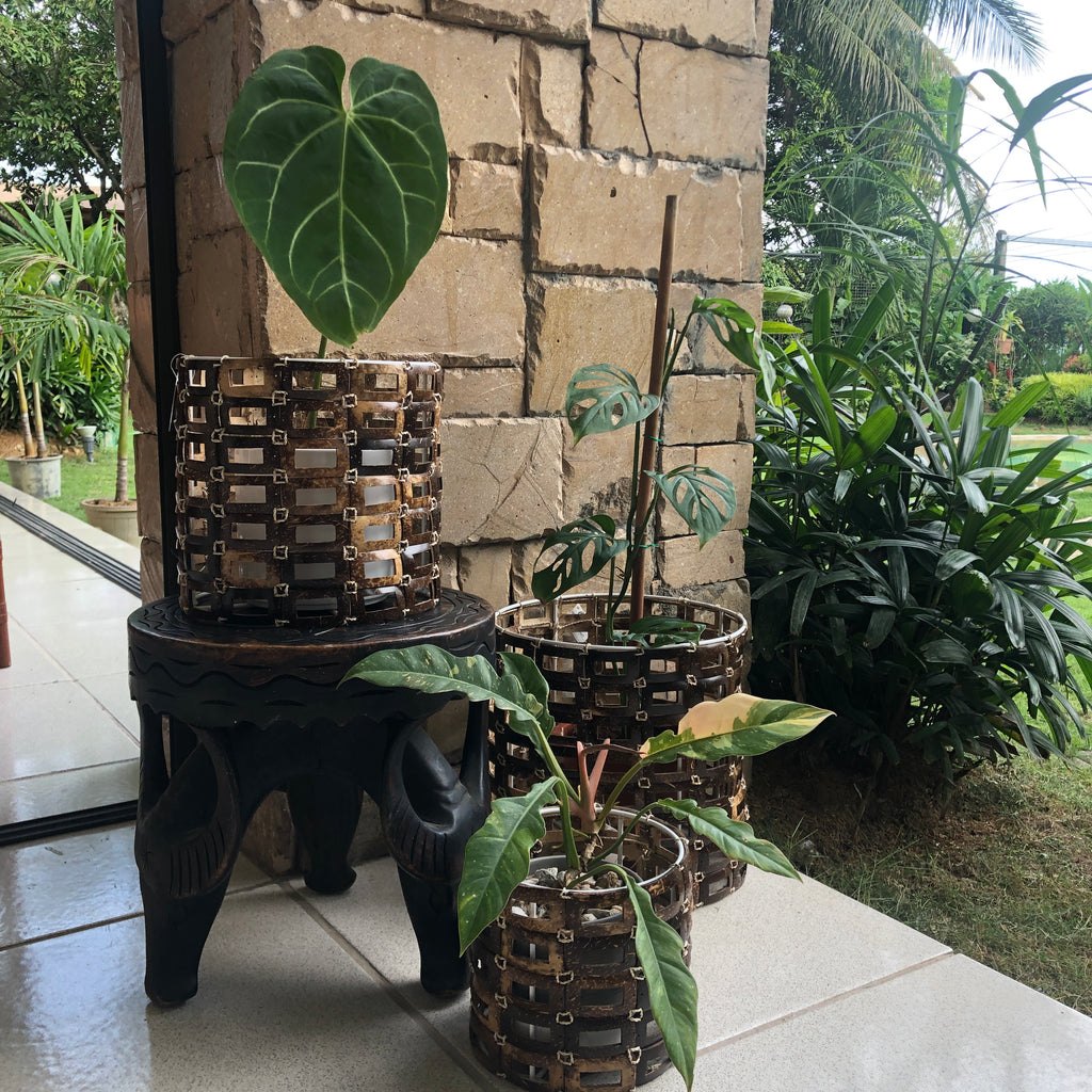Coconut Planter in Large
