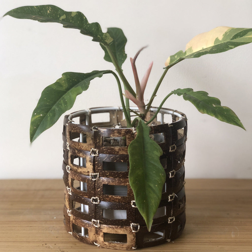Coconut Planter Sleeve in Small